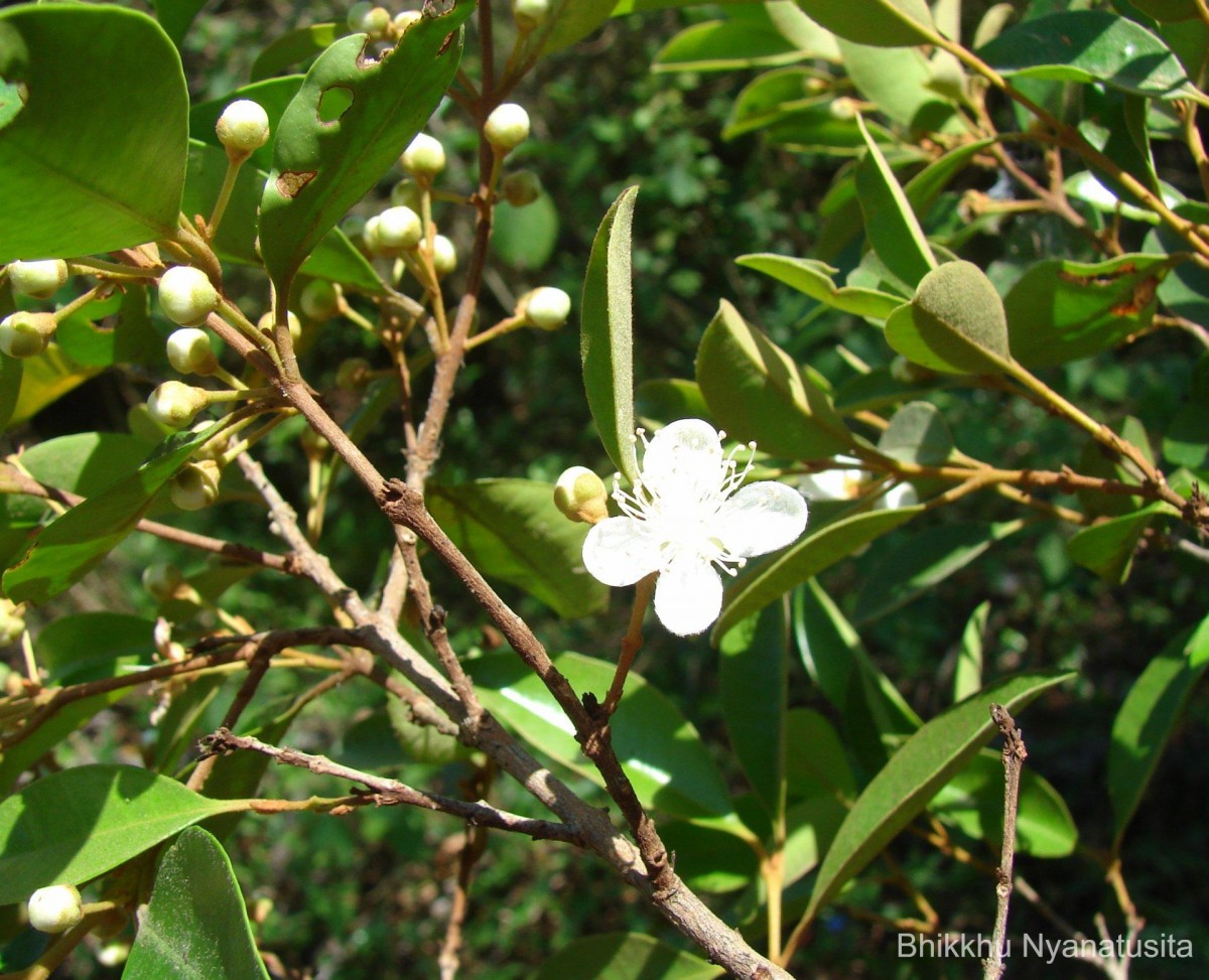 Eugenia roxburghii DC.